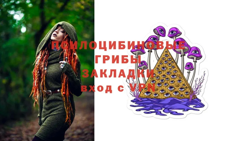 Псилоцибиновые грибы Psilocybe  Заозёрск 